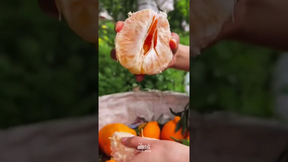 Best Oddly Satisfying Video & Relaxing Music | orange fruit cutting video #viral #shorts #food #22 Best Oddly Satisfying Video & Relaxing Music | orange fruit cutting video #viral #shorts #food #22