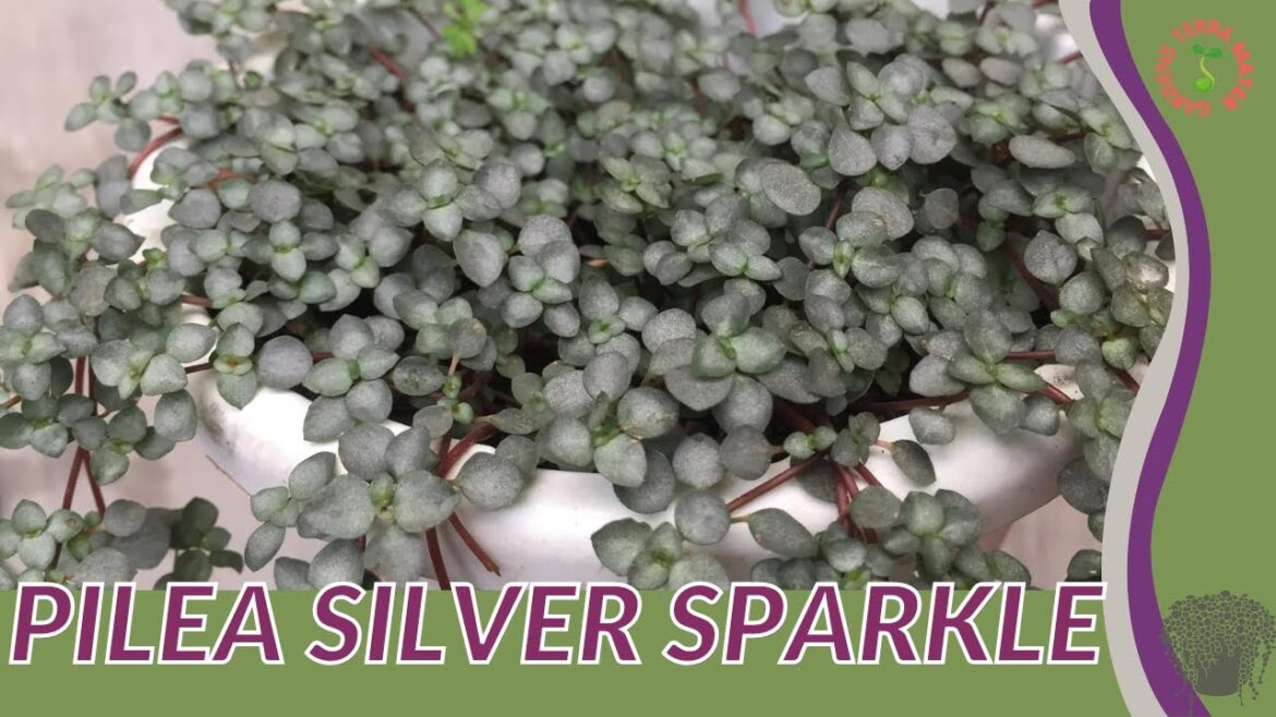 PILEA ‘SILVER SPARKLE’ Information and Growing Tips! (Pilea glauca) PILEA 'SILVER SPARKLE' Information and Growing Tips! (Pilea glauca)