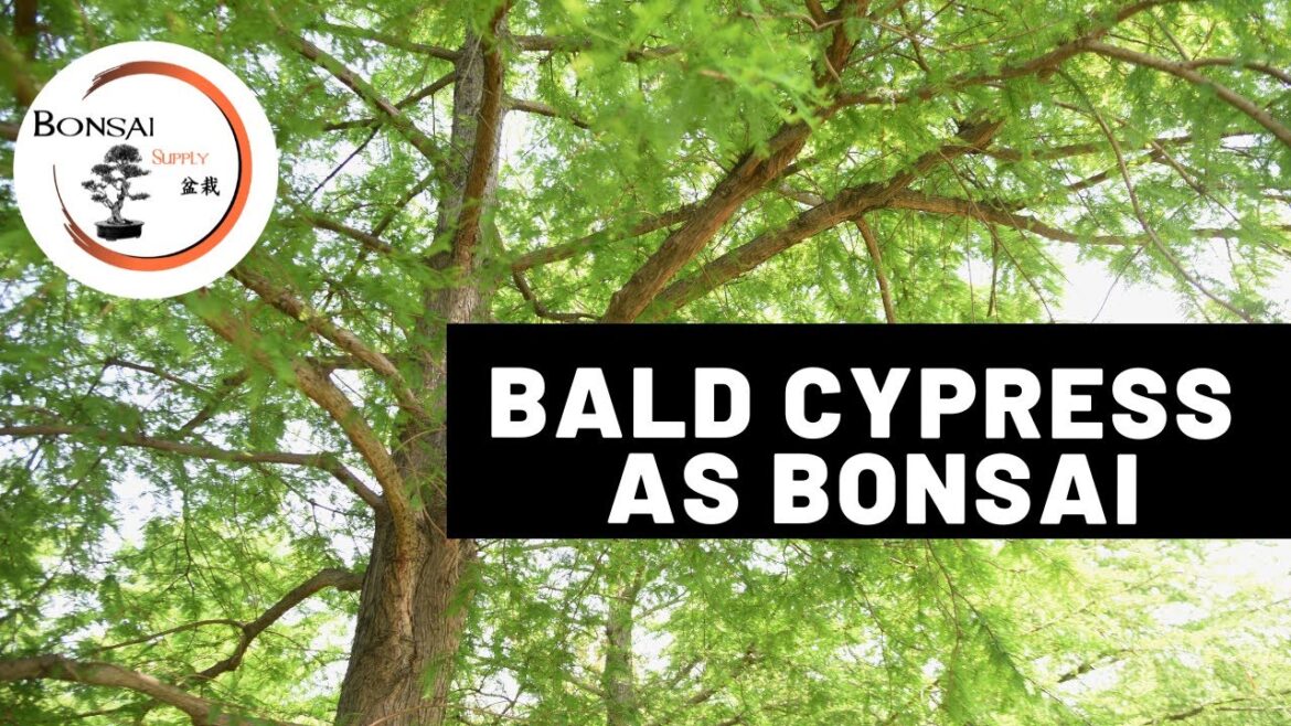 Bald Cypress as Bonsai | The Bonsai Supply Bald Cypress as Bonsai | The Bonsai Supply