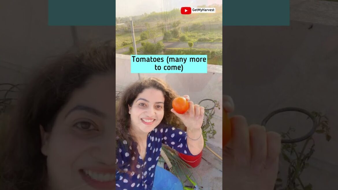 Harvest from Terrace Garden in April 🍅🧄🥬🍓 #terracegarden    #shorts