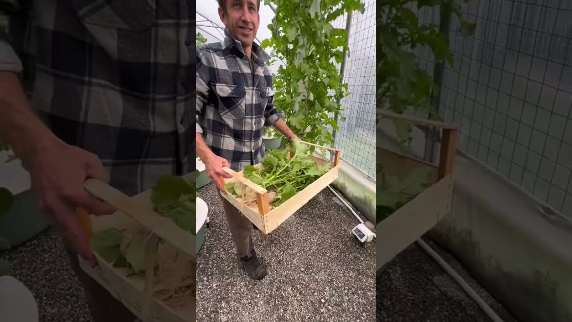 1st aeroponic Tower Farm located in Italy