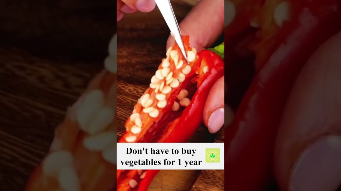 Easy vegetable gardening at home #shorts