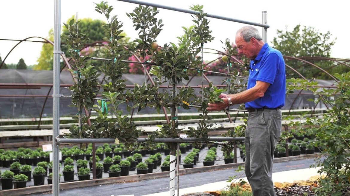 Garden Tips Cordon and Espalier Apple Trees