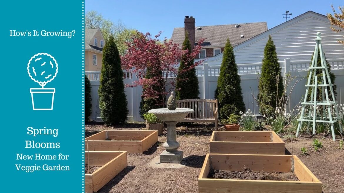 Spring Blooms! New Home for Veggie Garden! Spring Blooms! New Home for Veggie Garden!