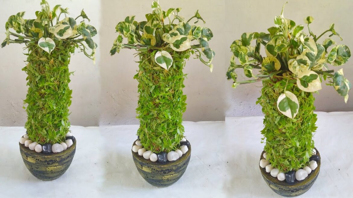 Amazing Indoor Garden Ideas so Easy /gardening ideas for home