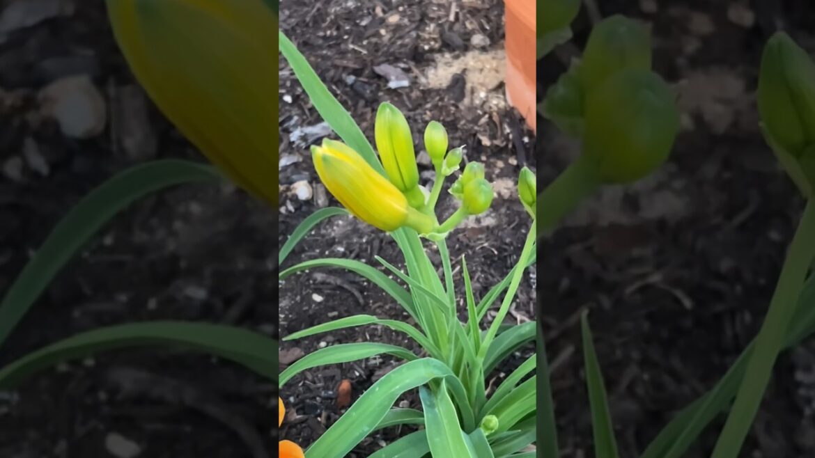 First DAYLILY is almost open!! 😍🌸 #shorts #spring #daylily #gardening #flowers #homestead