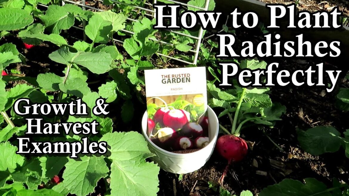 Gary Pilarchik: How to Plant Radishes in Succession: All the Steps with Growth & Harvest Examples How to Plant Radishes in Succession: All the Steps with Growth & Harvest Examples