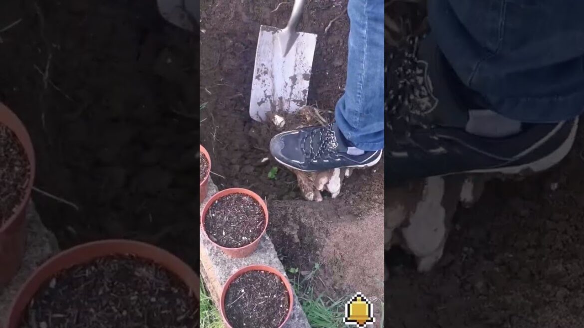 🌿GARDENING IDEAS and TIPS / shrub removal ✨🌿💪😁🙌#howto #diy #garden #gardening #tips #tipsandtricks 🌿GARDENING IDEAS and TIPS / shrub removal ✨🌿💪😁🙌#howto #diy #garden #gardening #tips #tipsandtricks