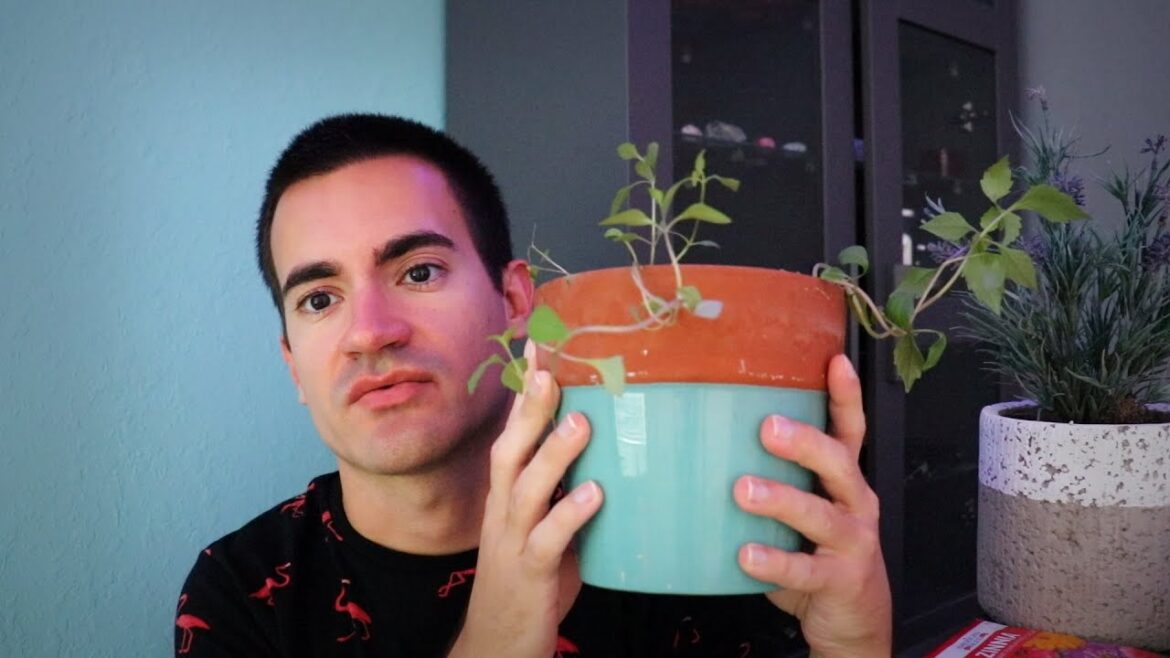 You are at the Garden Shop (ASMR RolePlay) You are at the Garden Shop (ASMR RolePlay)