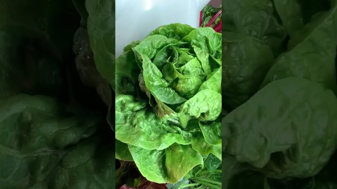 1 month growth on a Tower Garden indoors 🌱