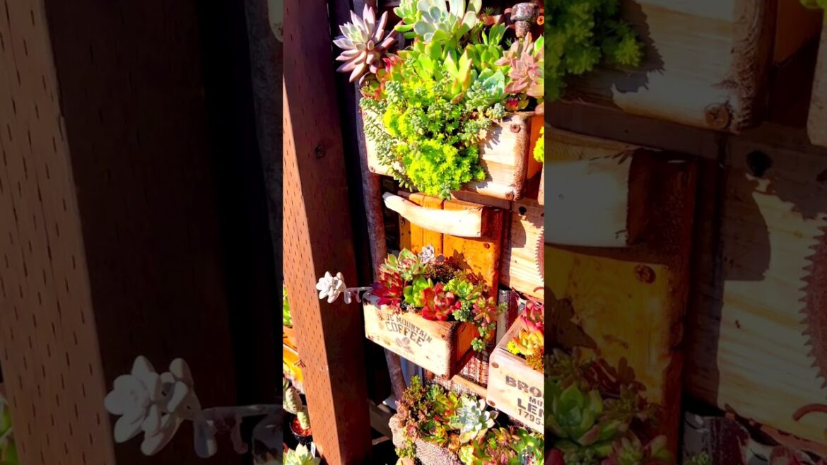 Glamorous Succulent Plants: Dazzling YouTube Shorts #Shorts