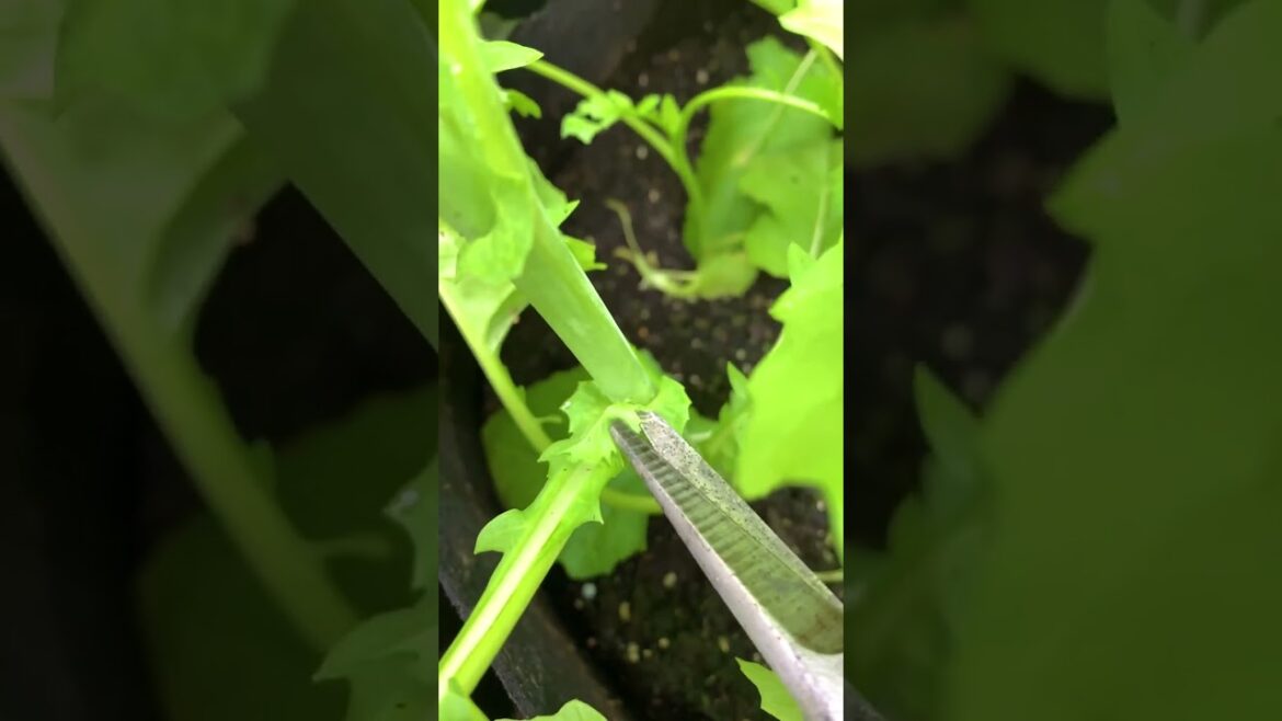 How to Build a Garden Archway #Shorts