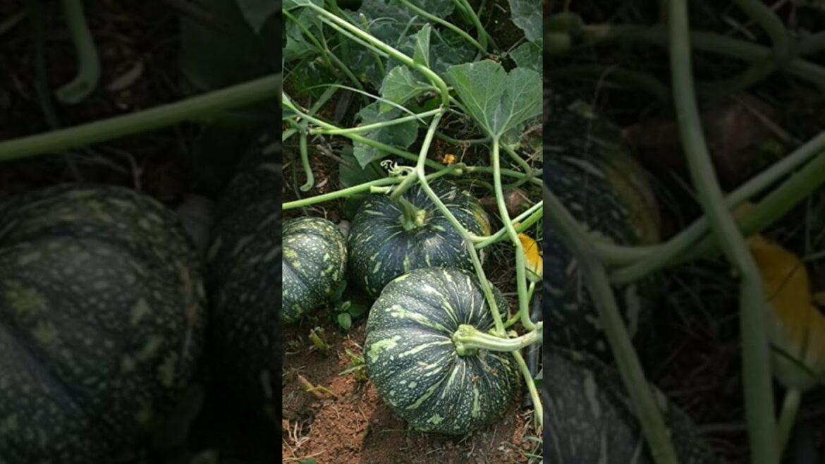 Gardening Tips #shorts #gardening #ytshorts #farming #shortvideo