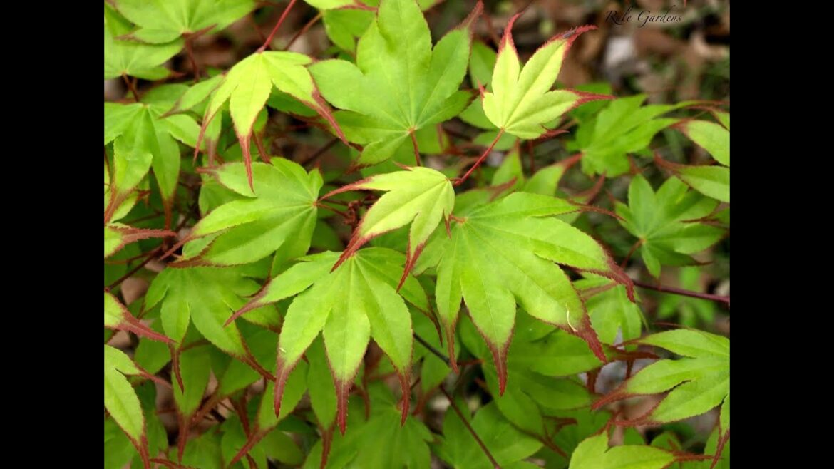 Garden Design With Japanese Maples | The Best Time To Plant Is In The Fall