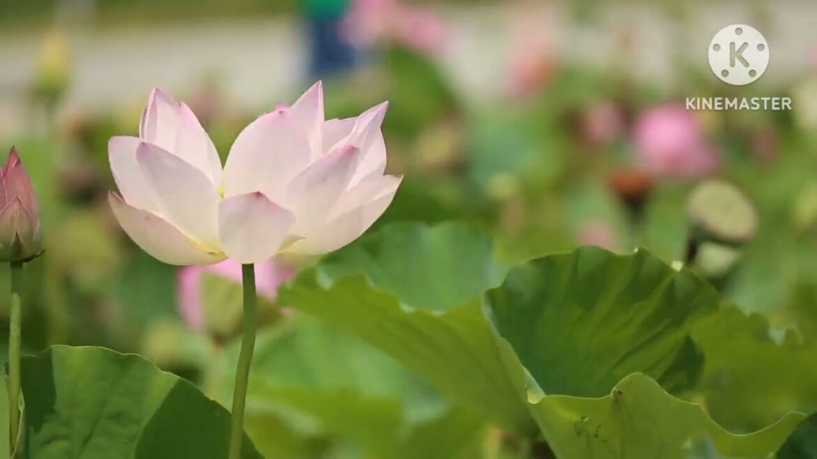 natural flowers | natural Earth | natural birds | natural forest and birds and earth #naturelovers