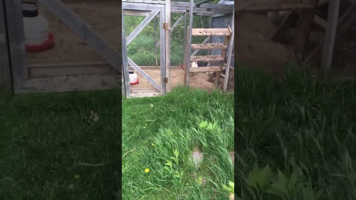 chickens checking zone 3 for me 🐓 💦