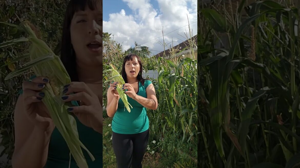 The 2 signs that sweet corn is ready for harvest #sweetcorn #gardentips #harvest #backyardgarden