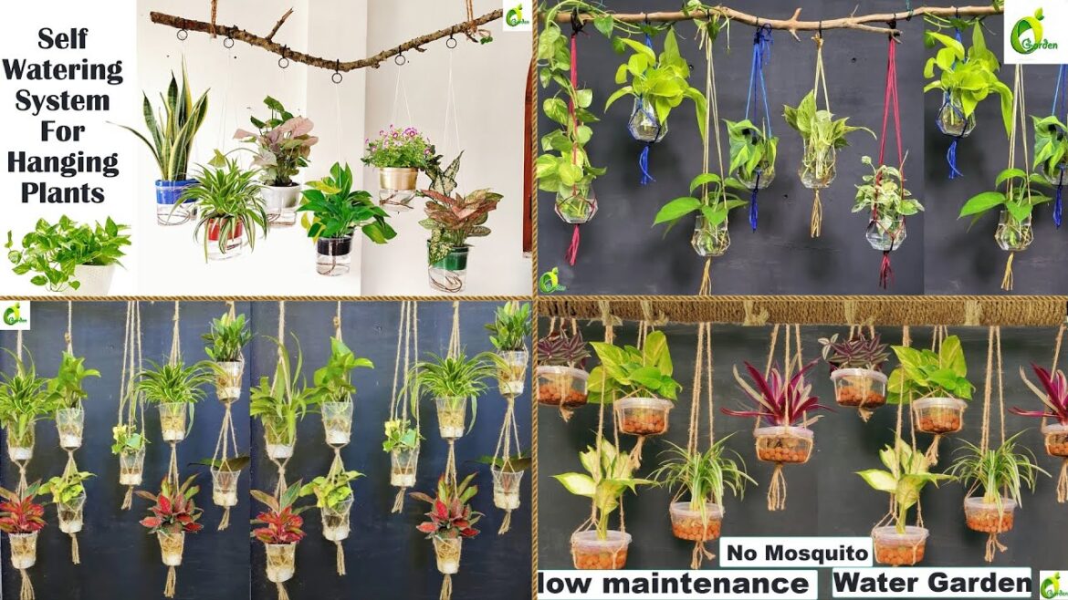 4 Ideas For Hanging Water Garden/Plant Hanging Ideas At Home/Garden Ideas/Plant/ORGANIC GARDEN 4 Ideas For Hanging Water Garden/Plant Hanging Ideas At Home/Garden Ideas/Plant/ORGANIC GARDEN