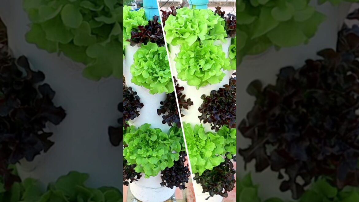 Garden ideas- Vertical Garden Lettuce Harvest