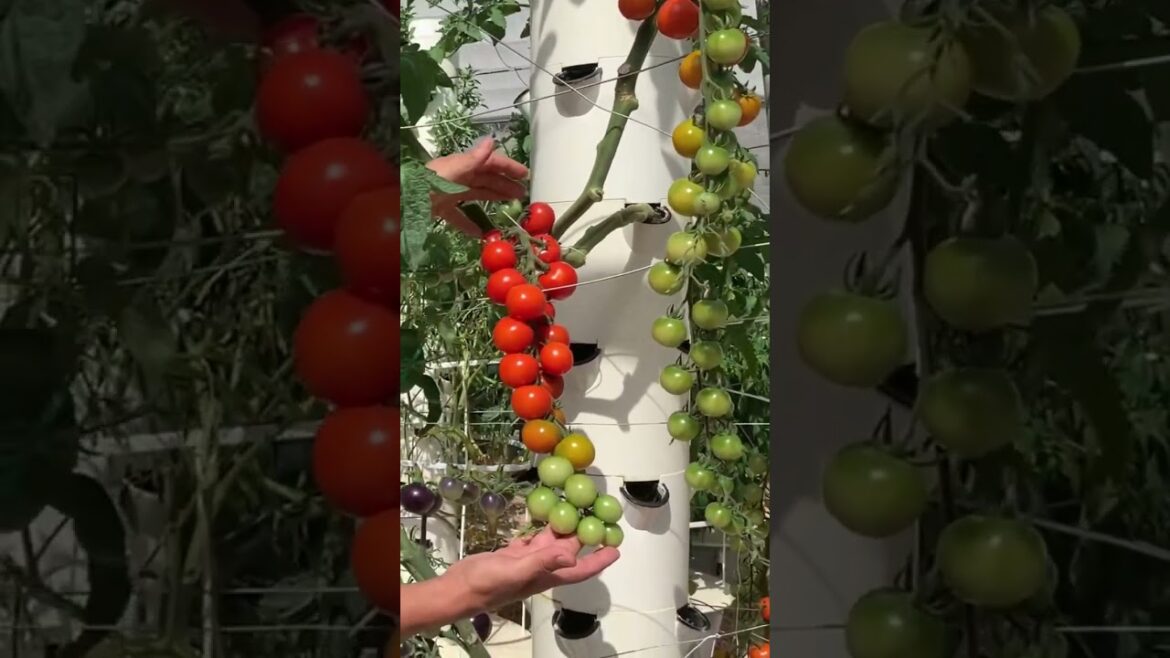 Abundance of tomatoes grown aeroponically on a  single tower