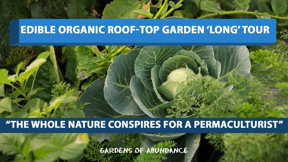Edible Organic Roof-top Garden 'Long' tour! - Hyderabad, India
