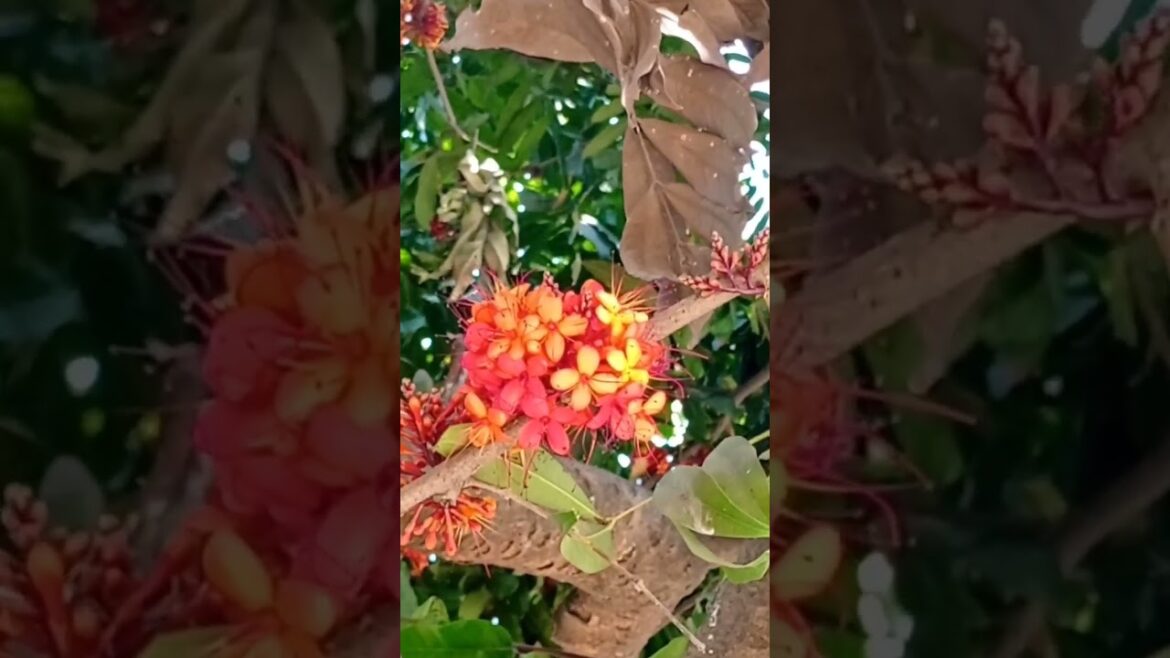 অশোক ফুল | Ashok Flower #shorts #viral #flowers #gardening #chittagonguniversity #gajal অশোক ফুল | Ashok Flower #shorts #viral #flowers #gardening #chittagonguniversity #gajal