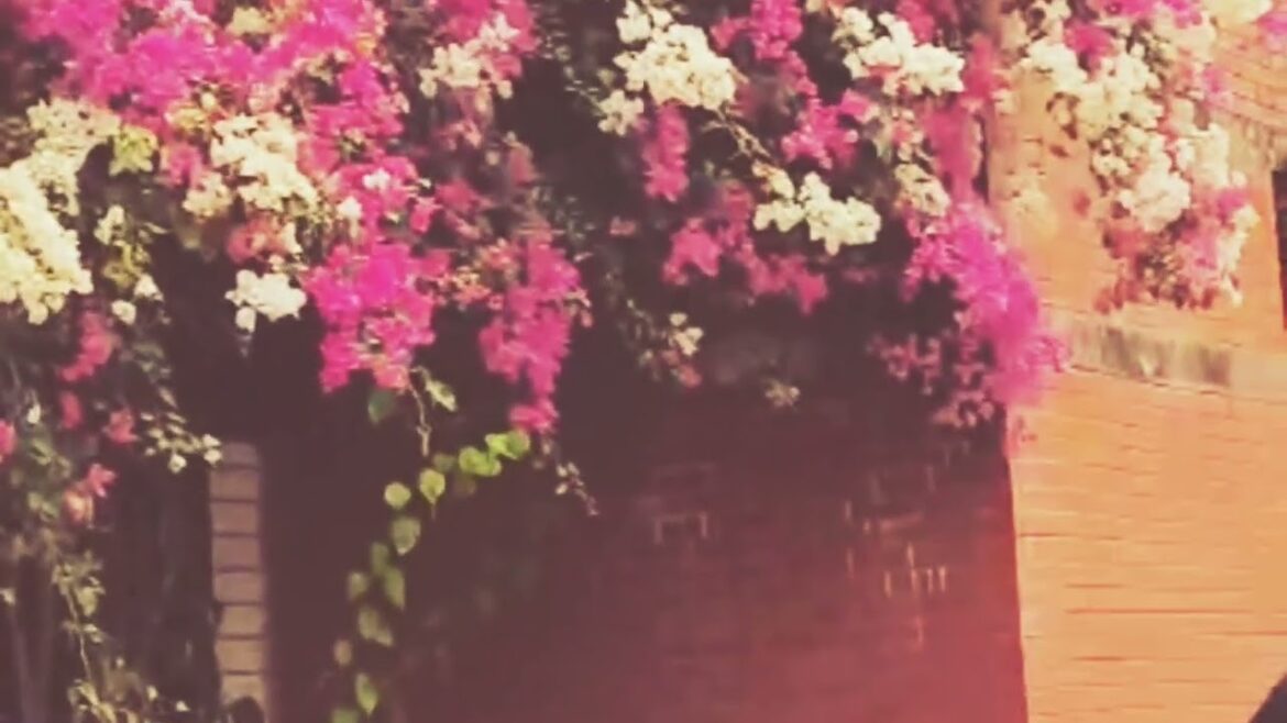 Garden design ideas. Decoration ideas. Garden planning. #garden#design #subscribe #viral#viralvideo Garden design ideas. Decoration ideas. Garden planning. #garden#design #subscribe #viral#viralvideo