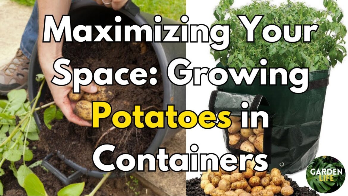 5 Potato Growing Containers: Discover Which One Works Best! 5 Potato Growing Containers: Discover Which One Works Best!