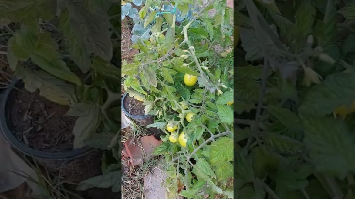Kitchen gardening |Fruits growing | Vegetables growing at home | Fruits and vegetable videos