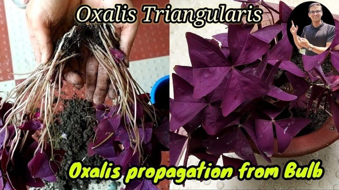 how to grow oxalis plant from bulb | oxalis plant care ,Best soil mix ,Fertilizer, light & water how to grow oxalis plant from bulb | oxalis plant care ,Best soil mix ,Fertilizer, light & water