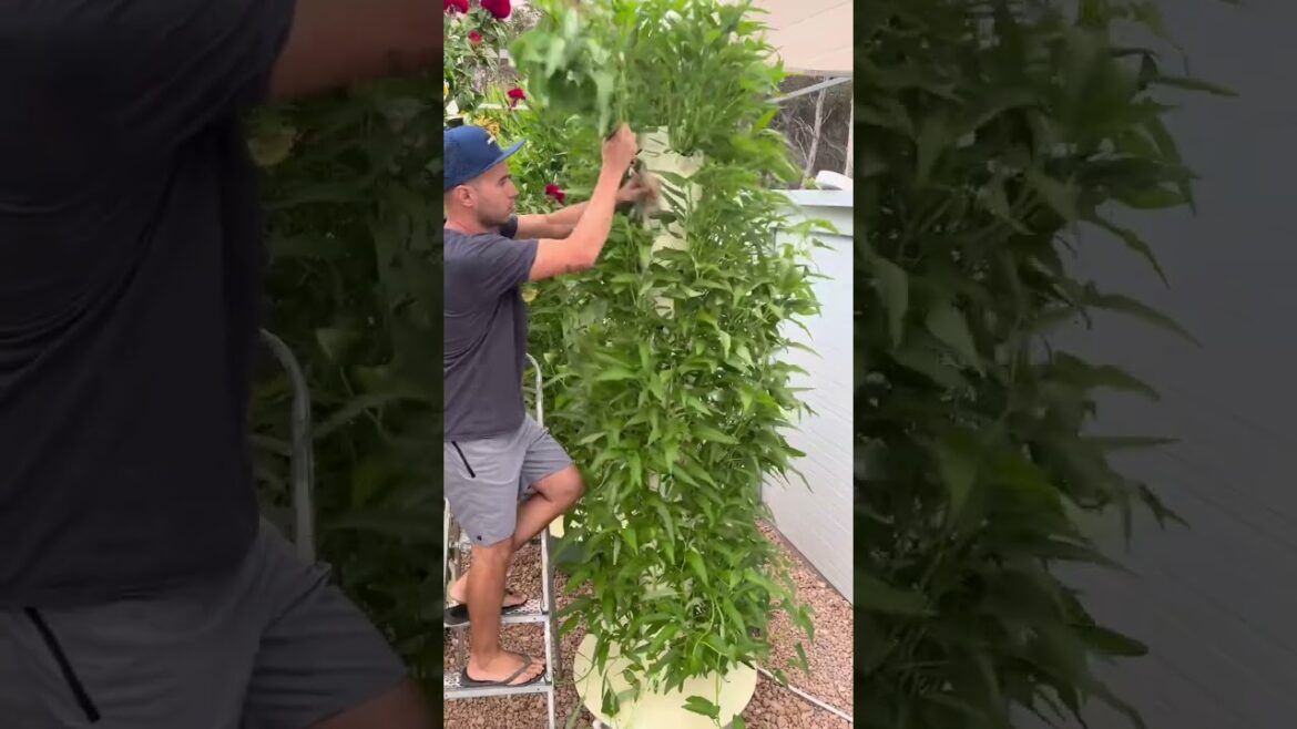44 kangkung plants growing on one aeroponic tower 44 kangkung plants growing on one aeroponic tower