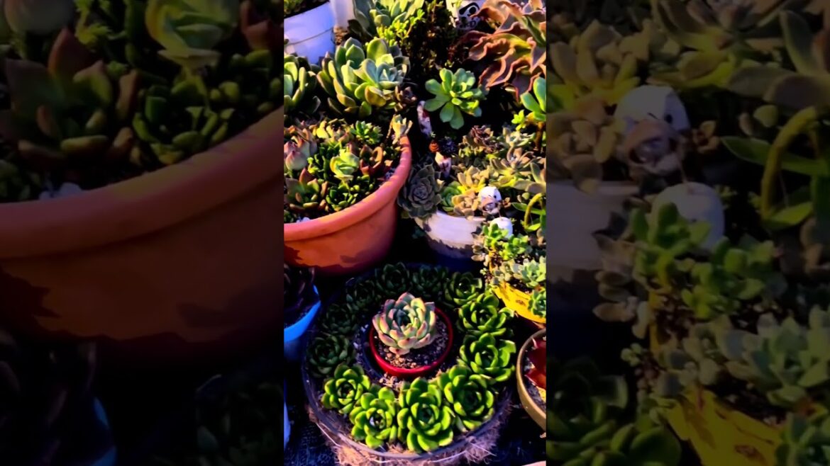 Dreamy Succulent Plants: Ethereal YouTube Shorts #Shorts Dreamy Succulent Plants: Ethereal YouTube Shorts #Shorts