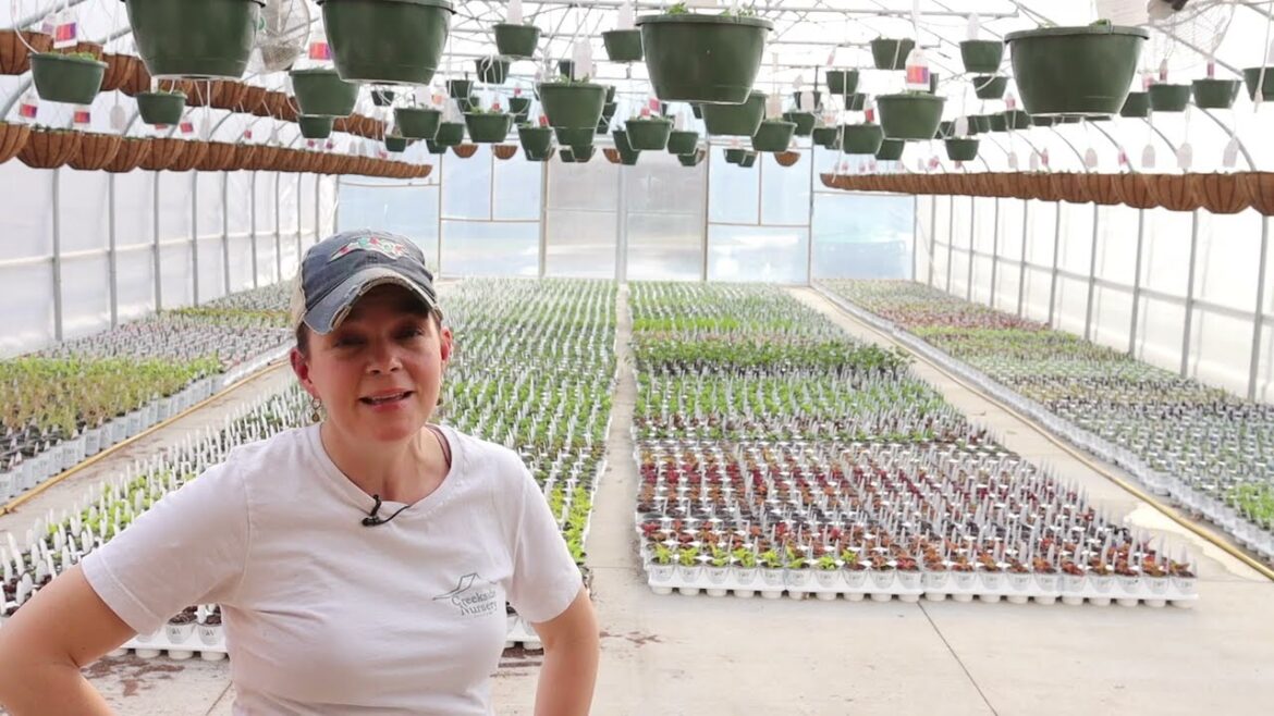 How We Grow Gorgeous Plants For You | Gardening with Creekside How We Grow Gorgeous Plants For You | Gardening with Creekside