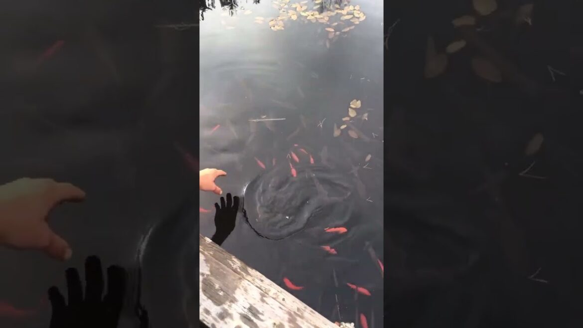 backyard fish pond 🐟 🐠