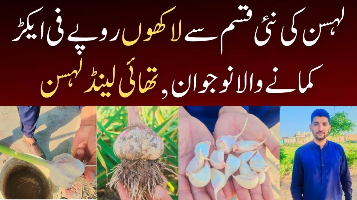 Thailand garlic | Farming of Thailand Garlic |  22 Lakh Per Acre | Thailand Lehsan