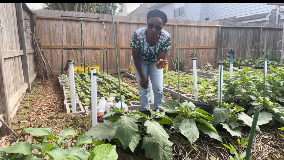 GARDEN EGG (EGGPLANT) Solanum aethiopicum var. Gilo | Gardening Tips to Keep Slugs and Snails Away!