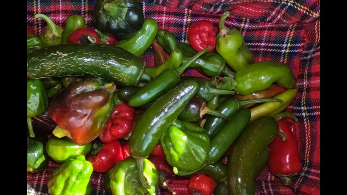 Capsicum Harvesting in Pepper Row