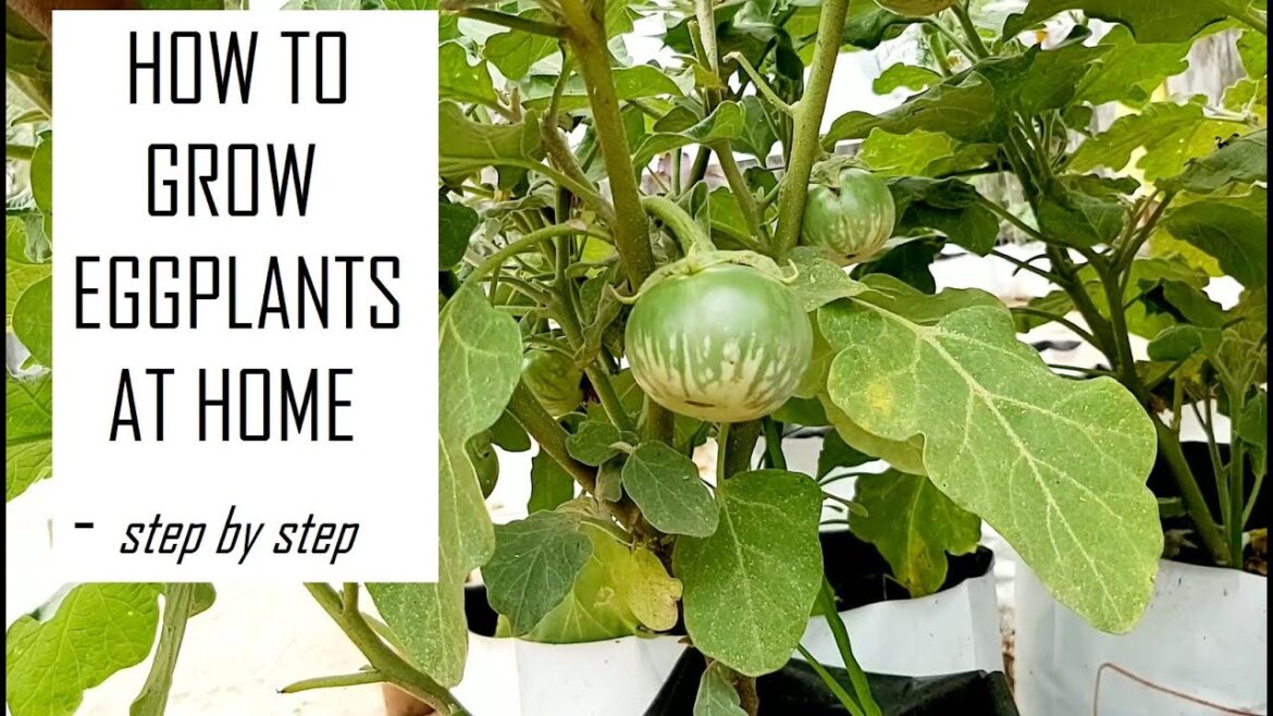 How to grow Eggplants in from seeds at home / Vegetable Gardening at Home / Terrace Gardening How to grow Eggplants in from seeds at home / Vegetable Gardening at Home / Terrace Gardening