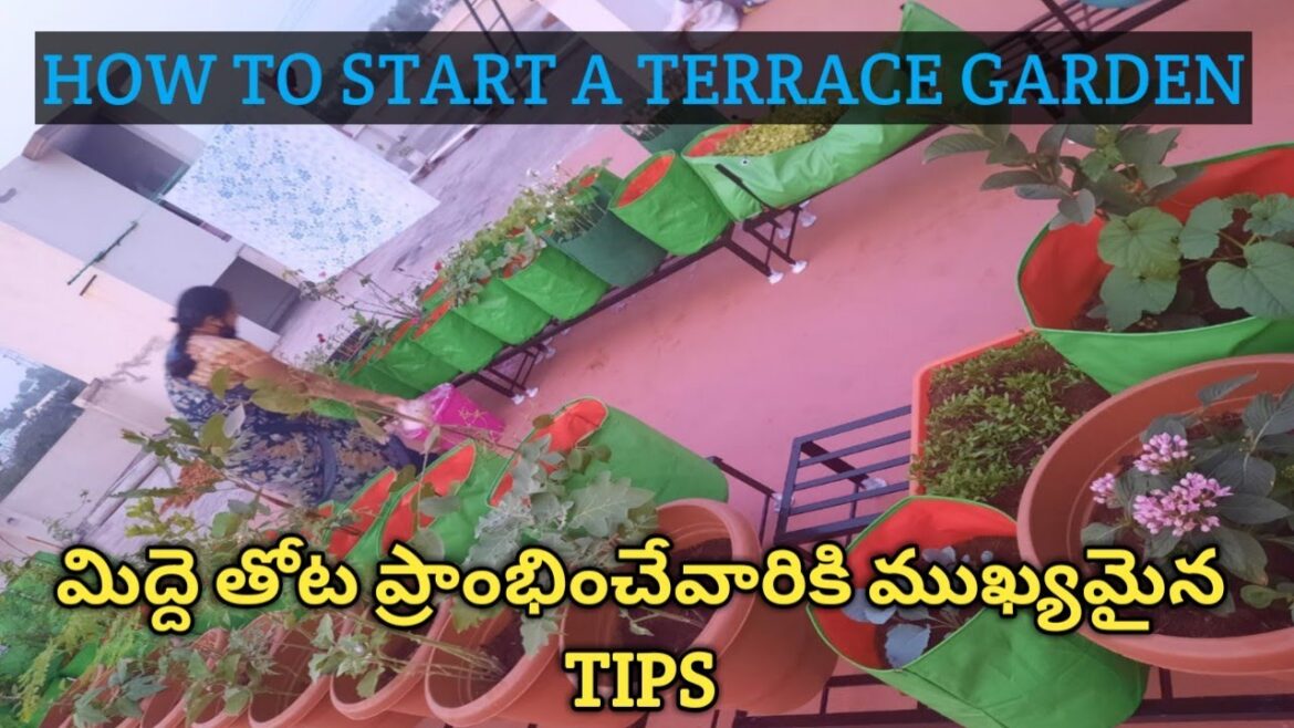 How to start a terrace garden - tips for starting a terrace garden.