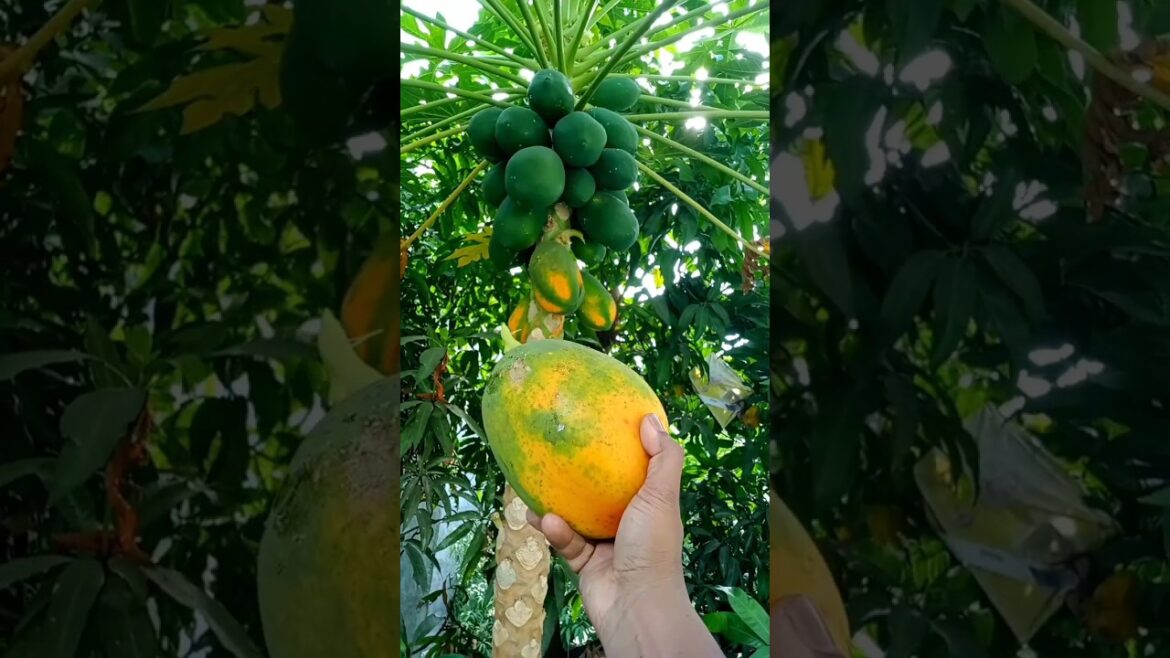 yummy 😋 papaya fruits from my kitchen garden #shorts