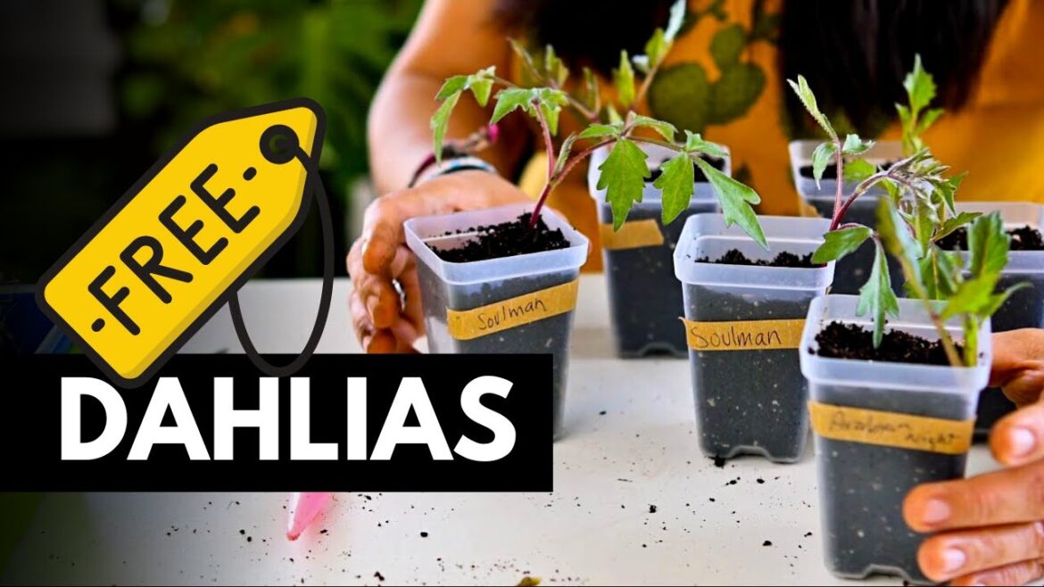 Multiplying dahlia plants with cuttings… Sometimes you gotta get messy! Multiplying dahlia plants with cuttings... Sometimes you gotta get messy!