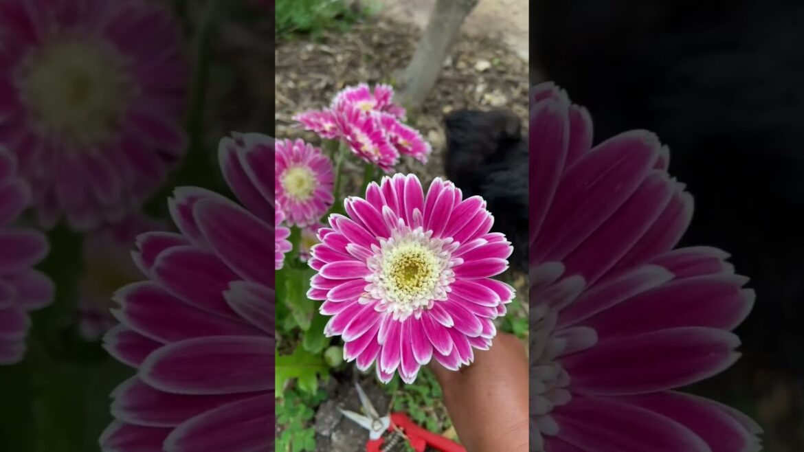 Flowers from the backyard garden