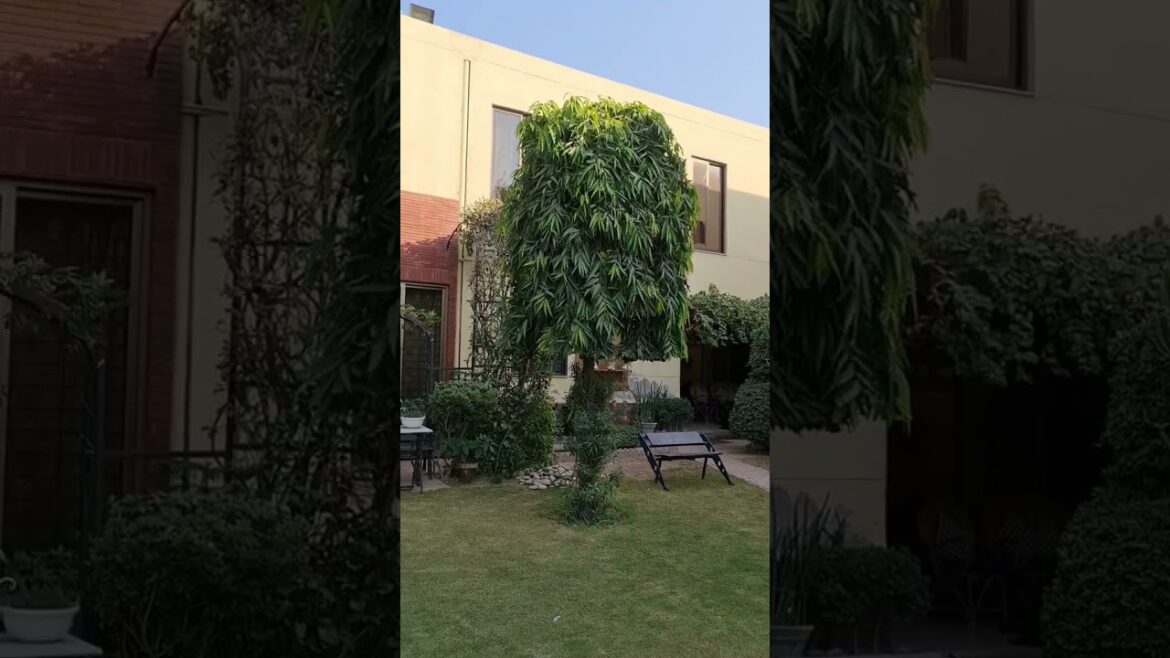 A Tour of My Enchanting Frontyard: Beautiful Plants, Trees, and Birds