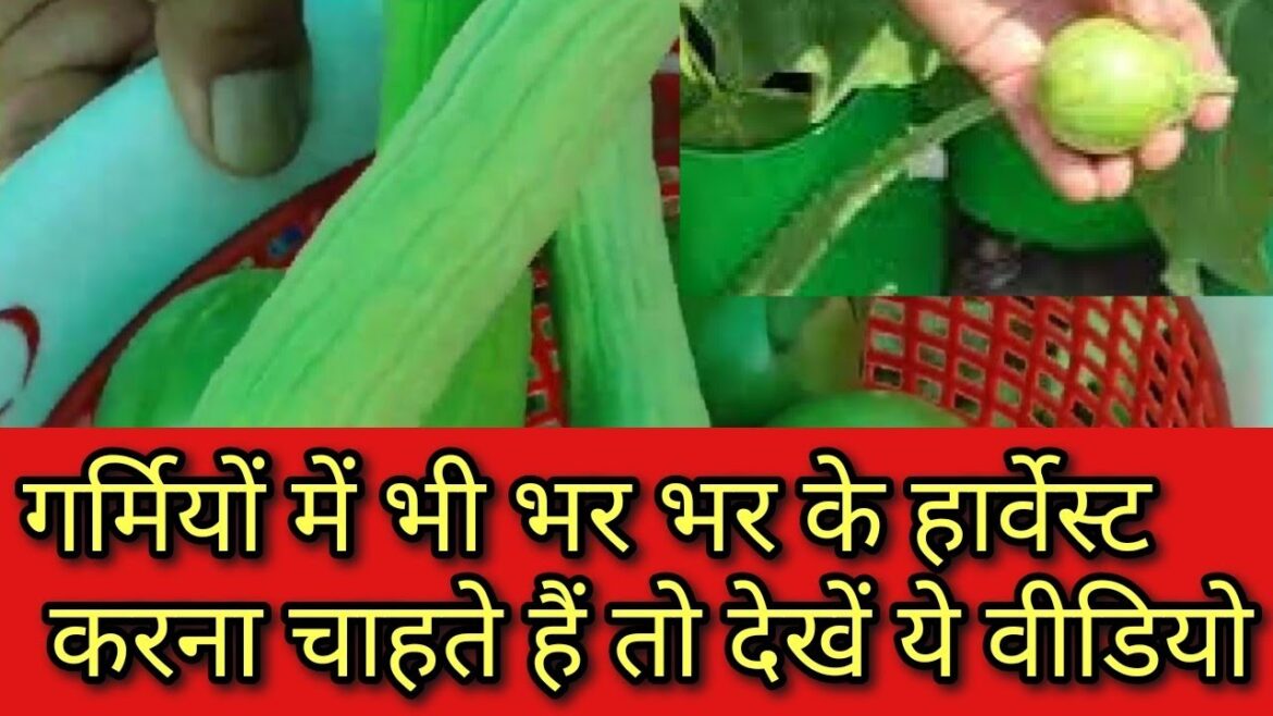 summacare of terrace garden