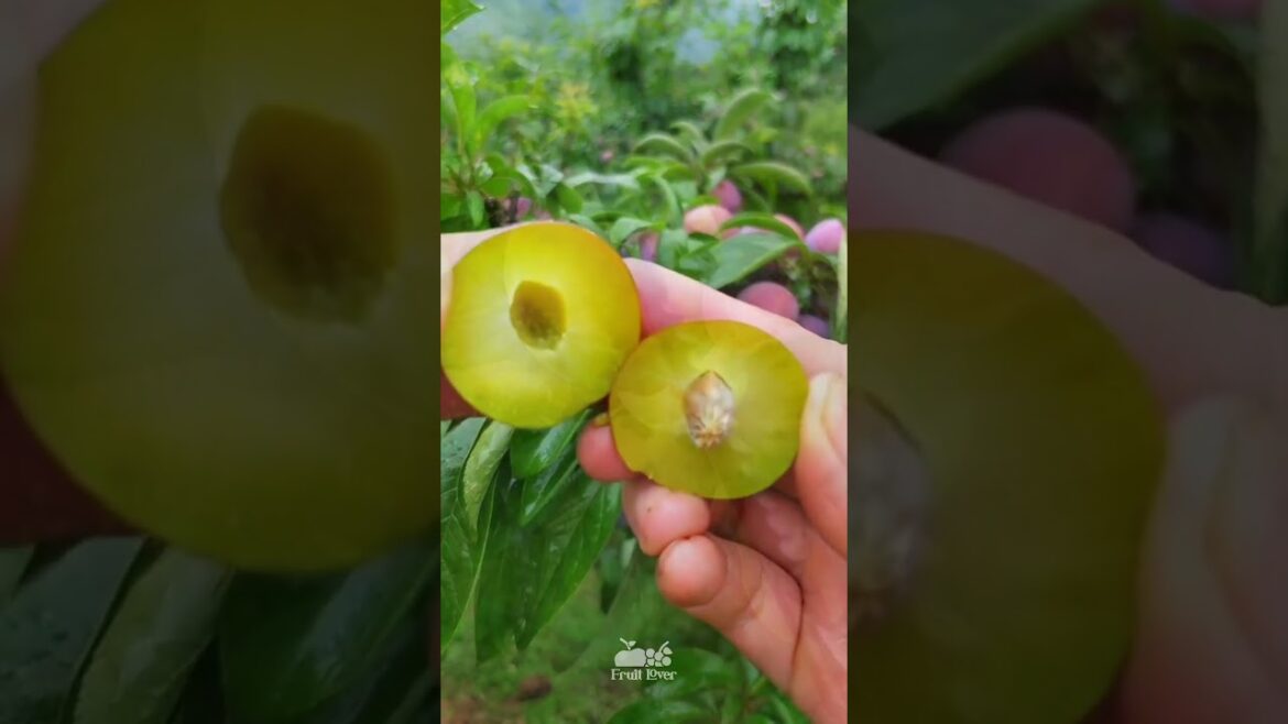 Best Oddly Satisfying Video & Relaxing Music | fruit cutting video #viral #shorts #21 Best Oddly Satisfying Video & Relaxing Music | fruit cutting video #viral #shorts #21