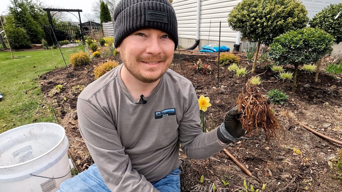 The First Perennial Planting of the Season | The Southerner’s Northern Garden The First Perennial Planting of the Season | The Southerner's Northern Garden