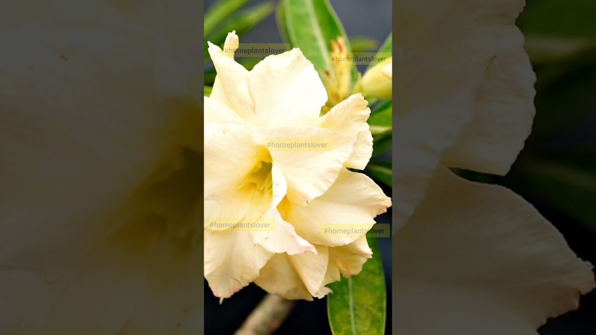 Hot🔥Tips for Cool Adeniums Master Summer Care एडेनियम की देखाभाल के लिए टिप्स #shorts #adenium Hot🔥Tips for Cool Adeniums Master Summer Care एडेनियम की देखाभाल के लिए टिप्स #shorts #adenium