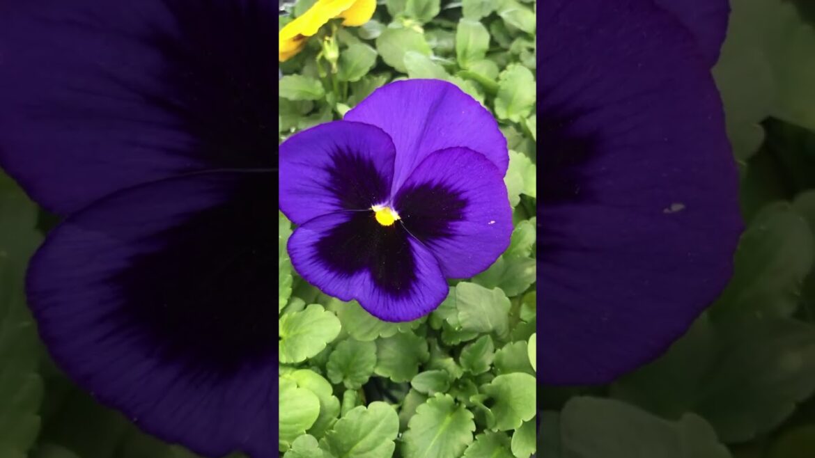 Beautiful Edible Flowers! ❀ Different Colors of Flowers | Pantsy Beautiful Edible Flowers! ❀ Different Colors of Flowers | Pantsy