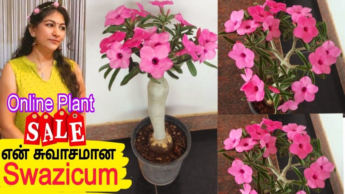 என் சுவாசமான சுவாசிக்கம் விற்பனைக்கு / Swazicum Plant / Online Plant Sale / Gardening Tips Tamil