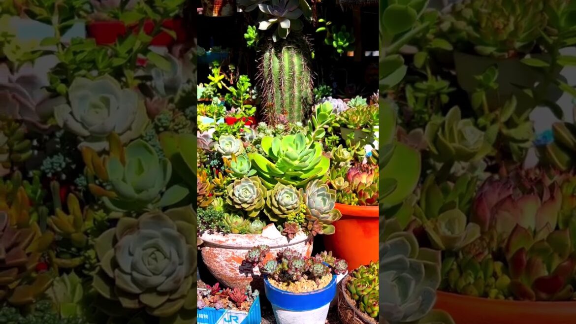 Nature’s Gems: Beautiful Succulent Plants in YouTube Shorts #Shorts Nature's Gems: Beautiful Succulent Plants in YouTube Shorts #Shorts